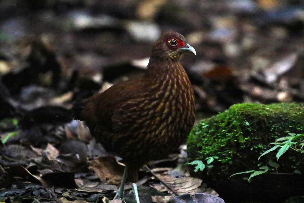 Salvadori's Pheasant (Salvadori's) - ML623426317