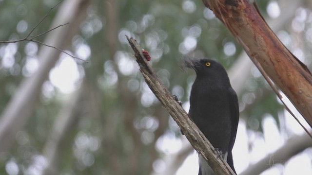 Pied Currawong - ML623426342