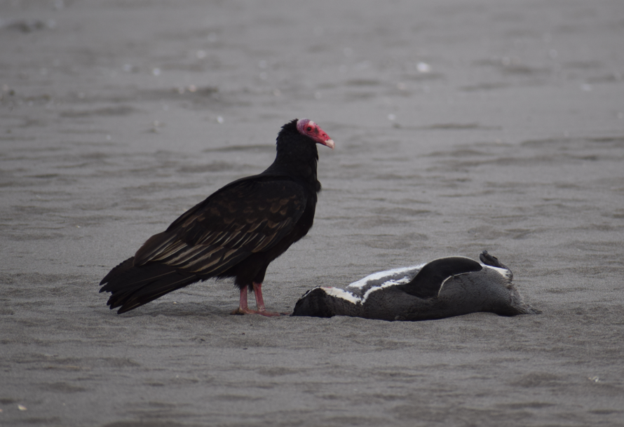 Turkey Vulture - ML623426354