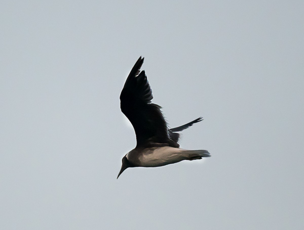 Gaviota Cejiblanca - ML623426381