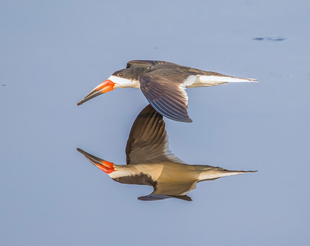 Bec-en-ciseaux noir - ML623426450