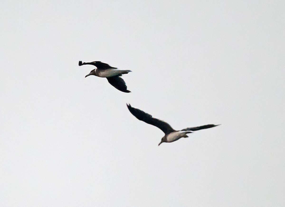 Gaviota Cejiblanca - ML623426474