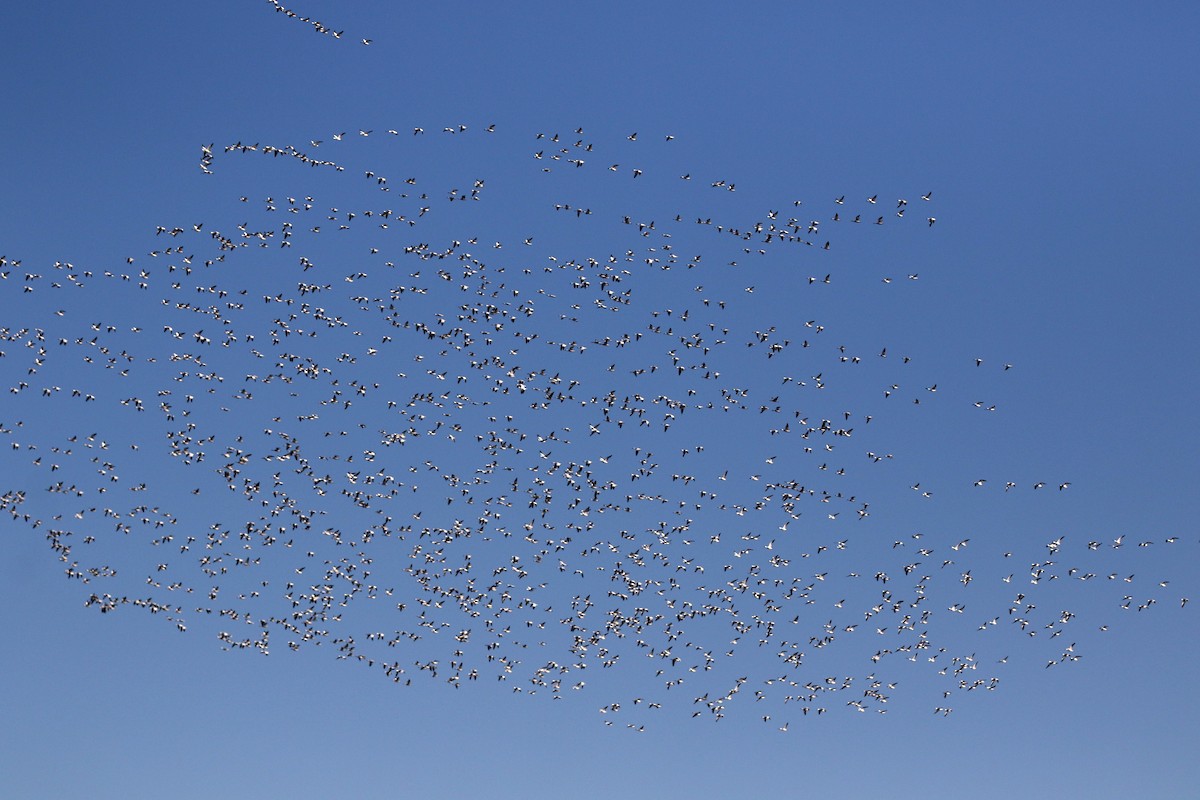 Snow Goose - ML623426481