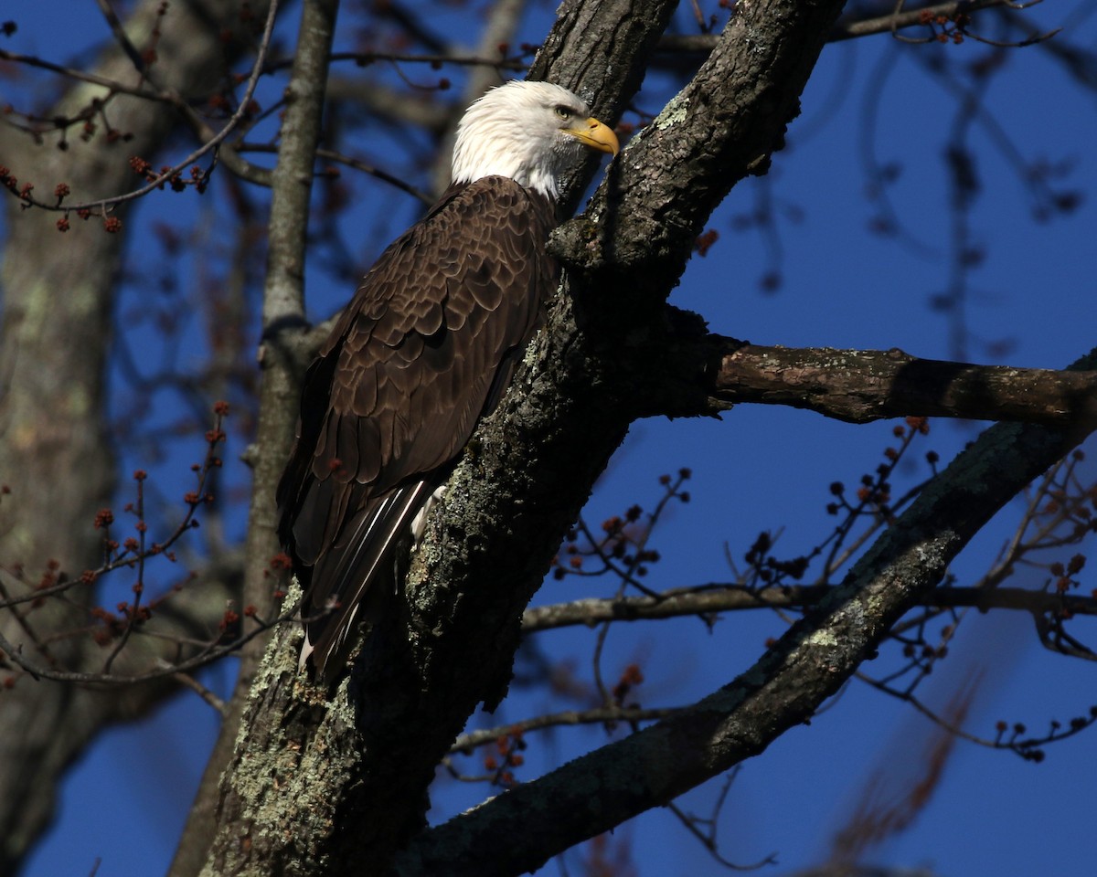 Bald Eagle - ML623426483