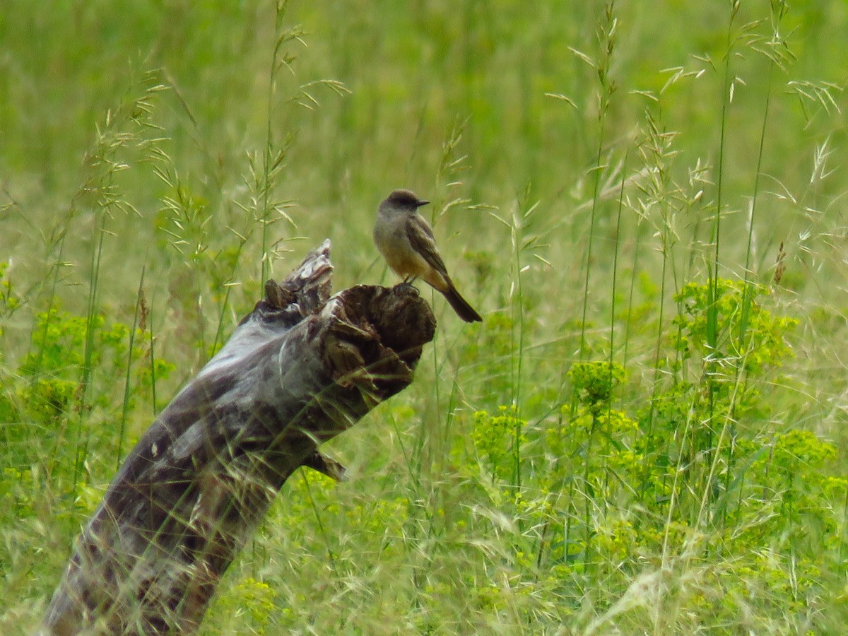 Say's Phoebe - Ron Ahle