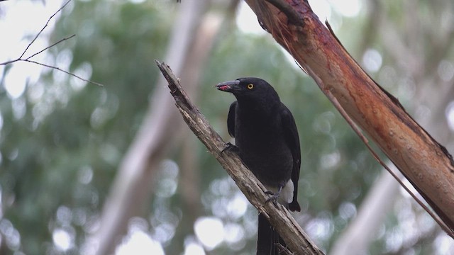 Pied Currawong - ML623426525