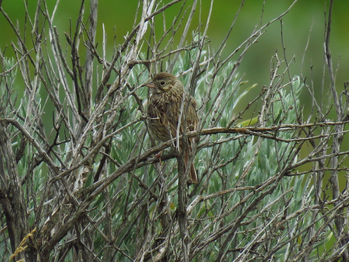 Vesper Sparrow - ML623426564