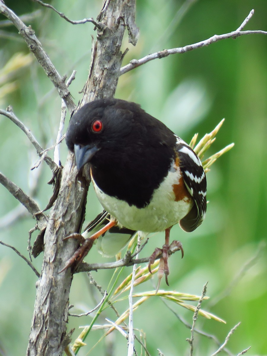 Spotted Towhee - ML623426616