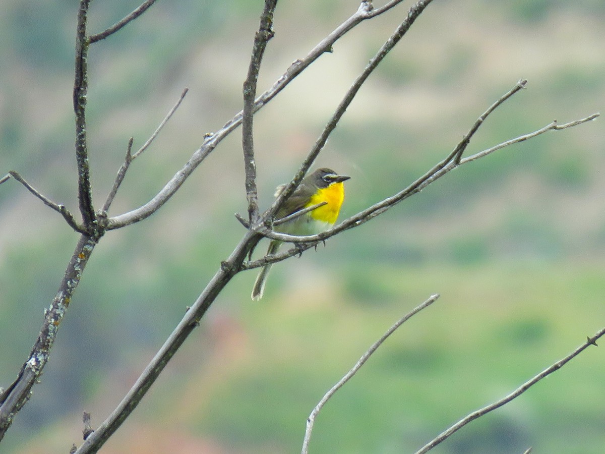 Yellow-breasted Chat - ML623426630