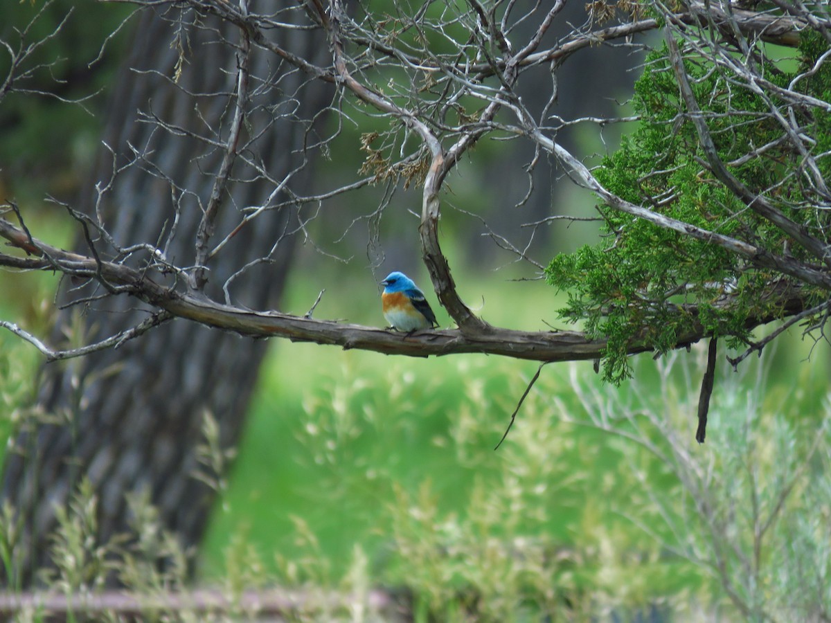 Lazuli Bunting - ML623426644