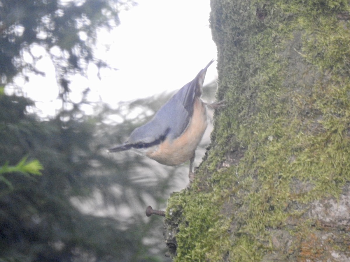 Eurasian Nuthatch (Western) - ML623426693