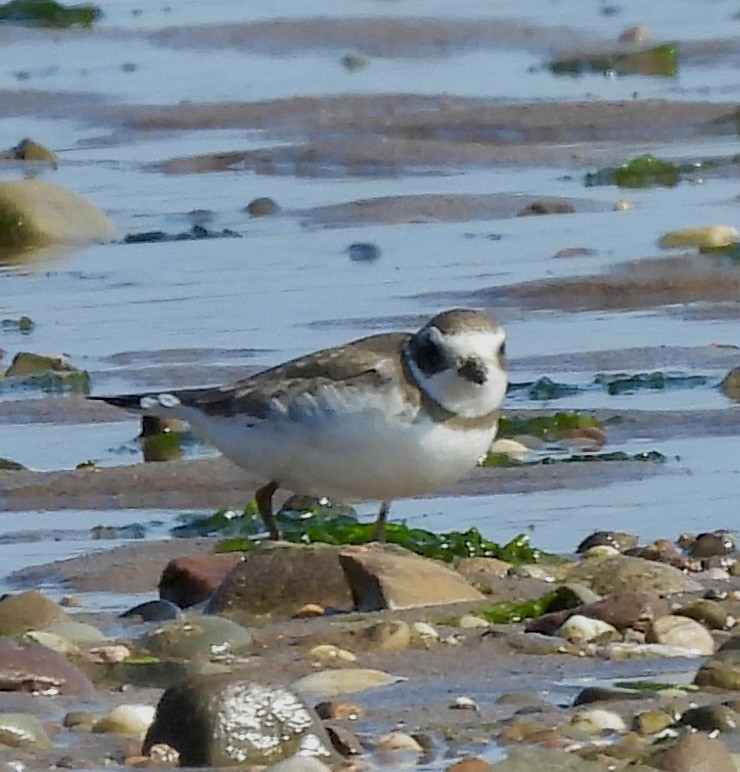 Semipalmated Plover - ML623426699