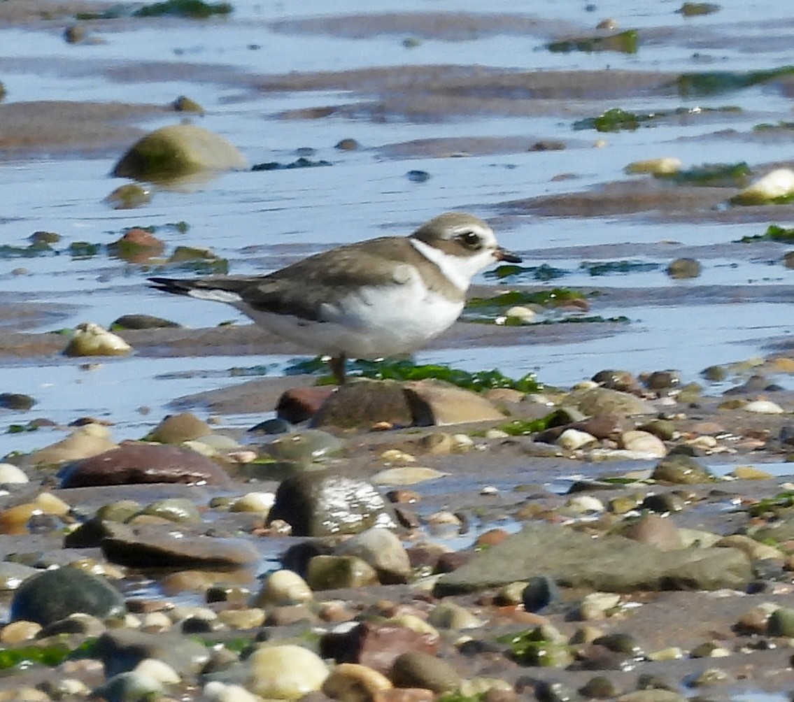 Semipalmated Plover - ML623426700