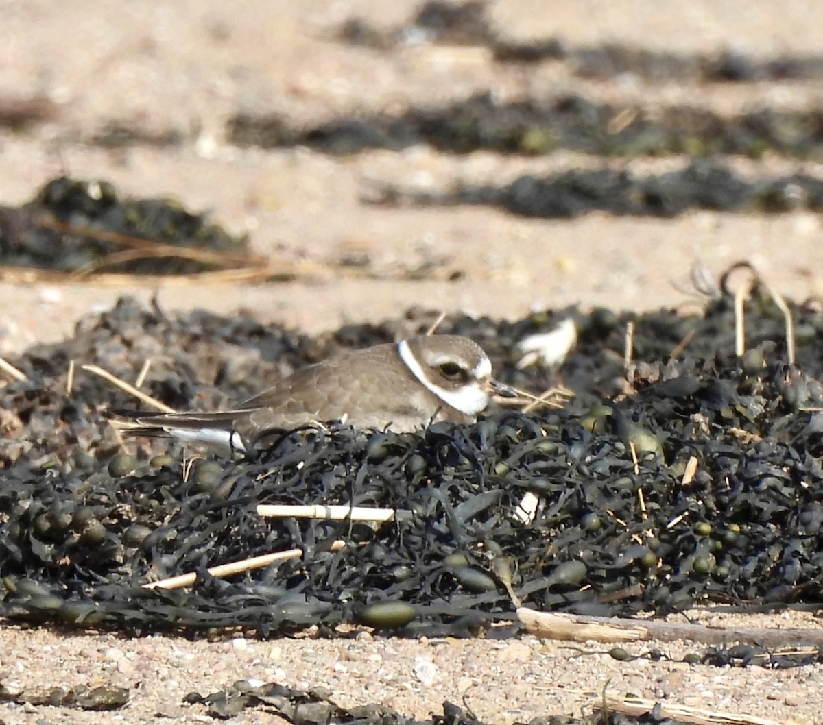 Semipalmated Plover - William McClellan