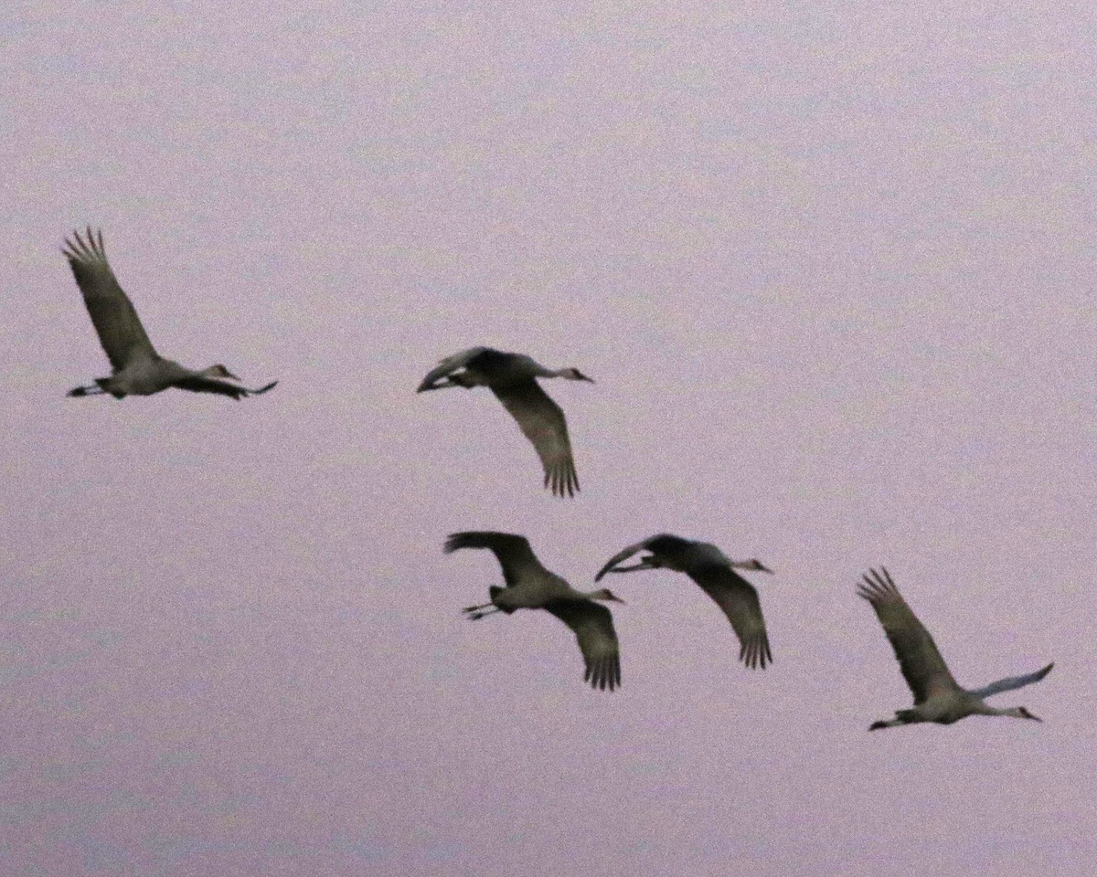 Sandhill Crane - ML623426710