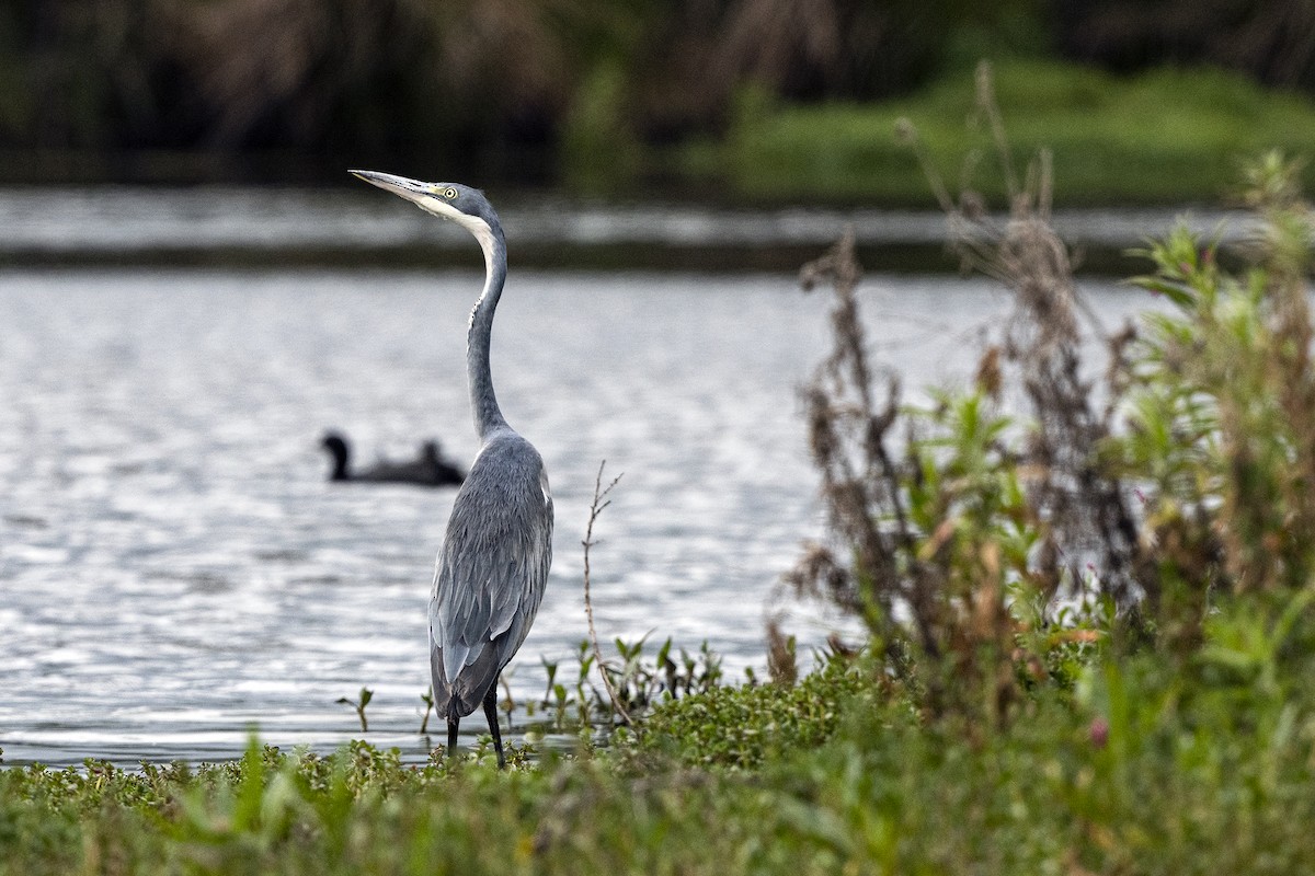 Black-headed Heron - ML623426716