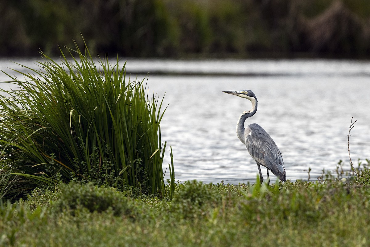 Black-headed Heron - ML623426718