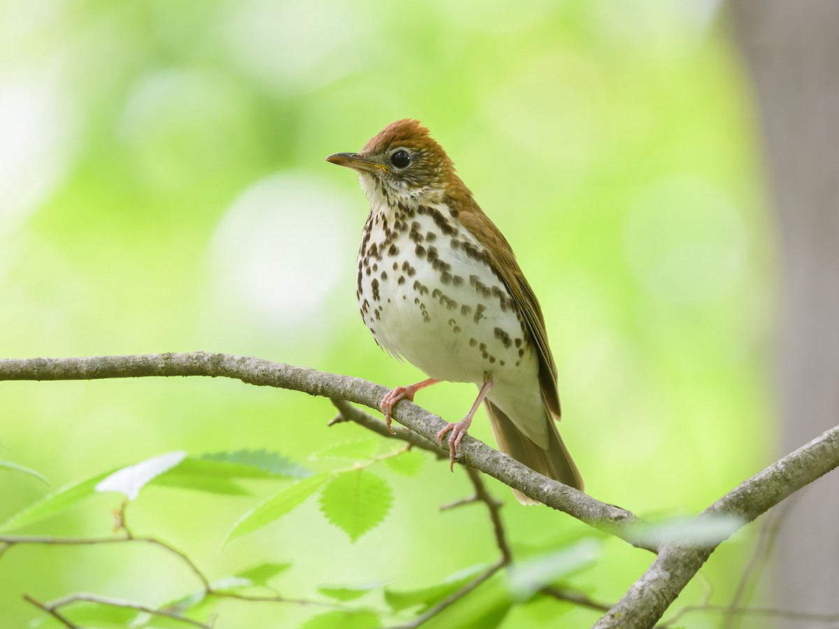 Wood Thrush - ML623426721