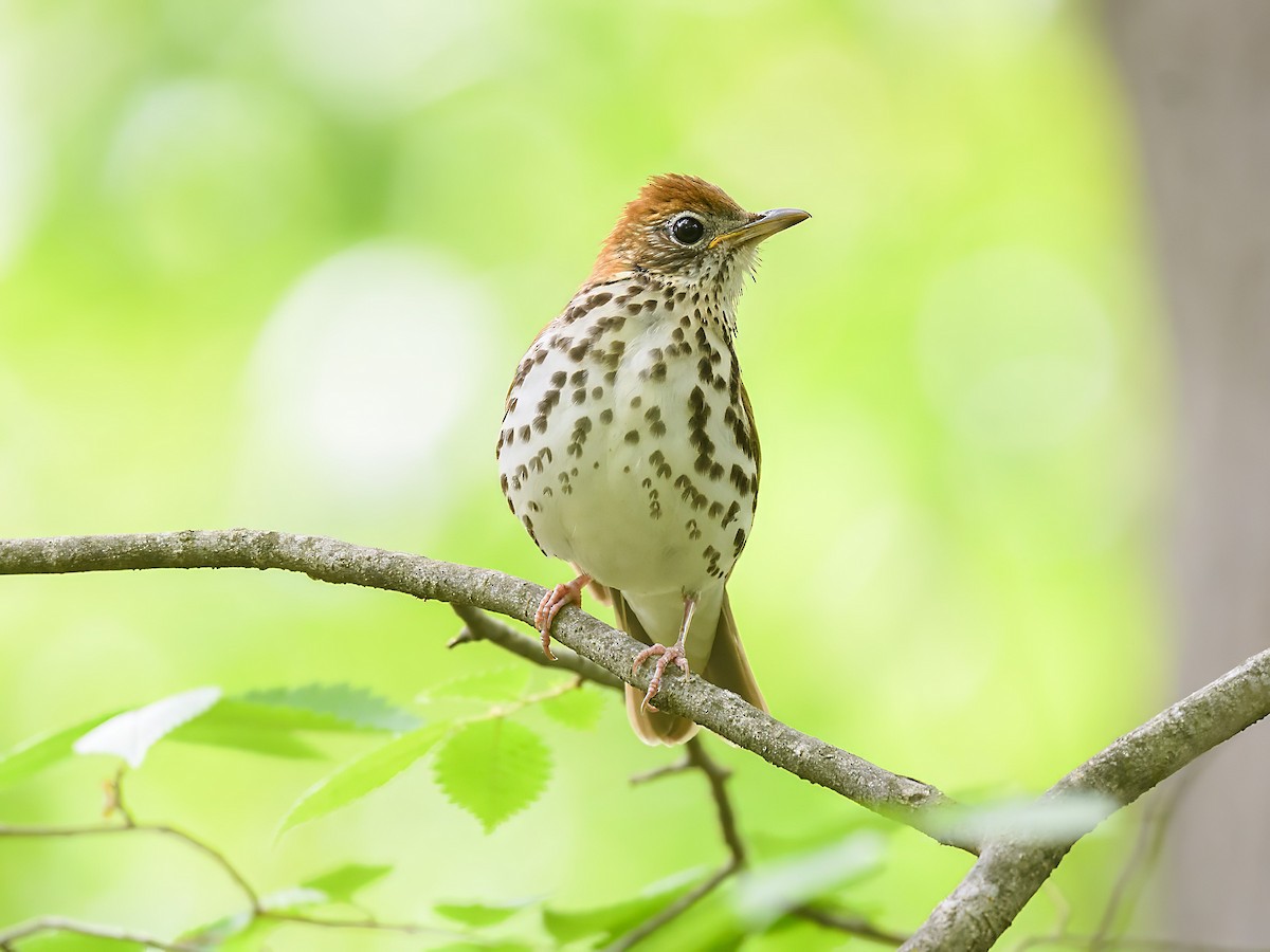 Wood Thrush - ML623426722