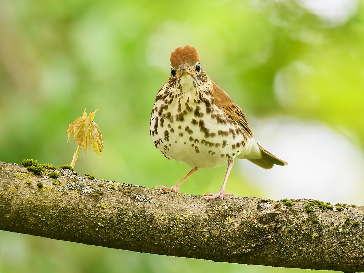 Wood Thrush - ML623426723