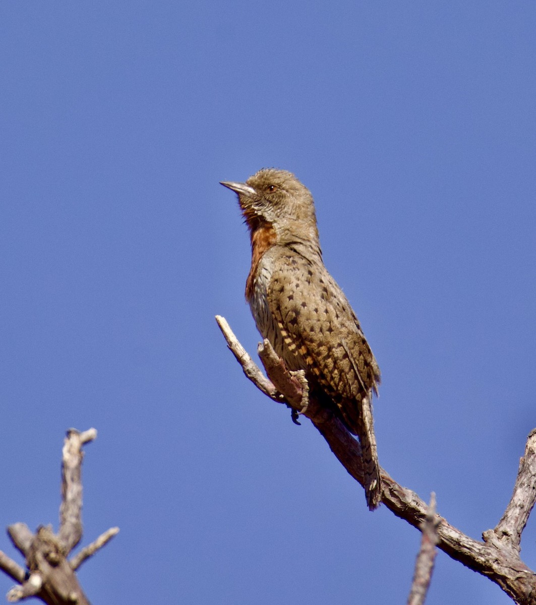 Rufous-necked Wryneck - ML623426727