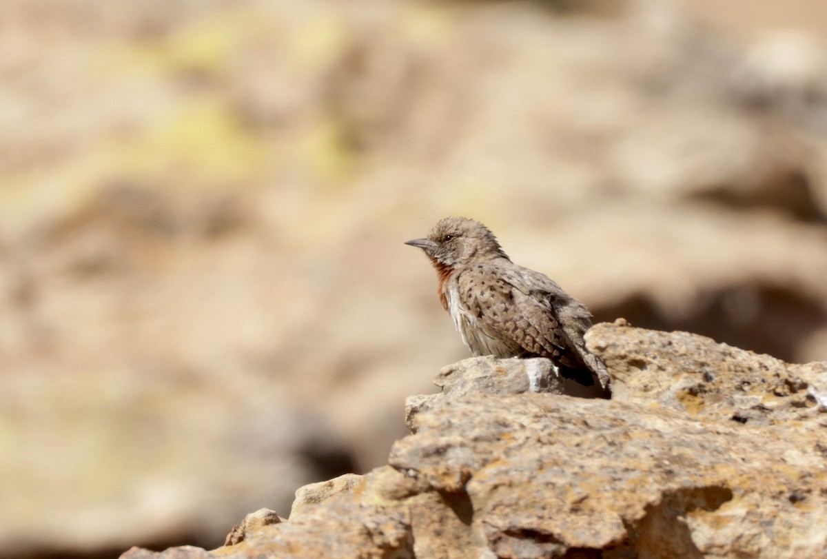 Rufous-necked Wryneck - ML623426728