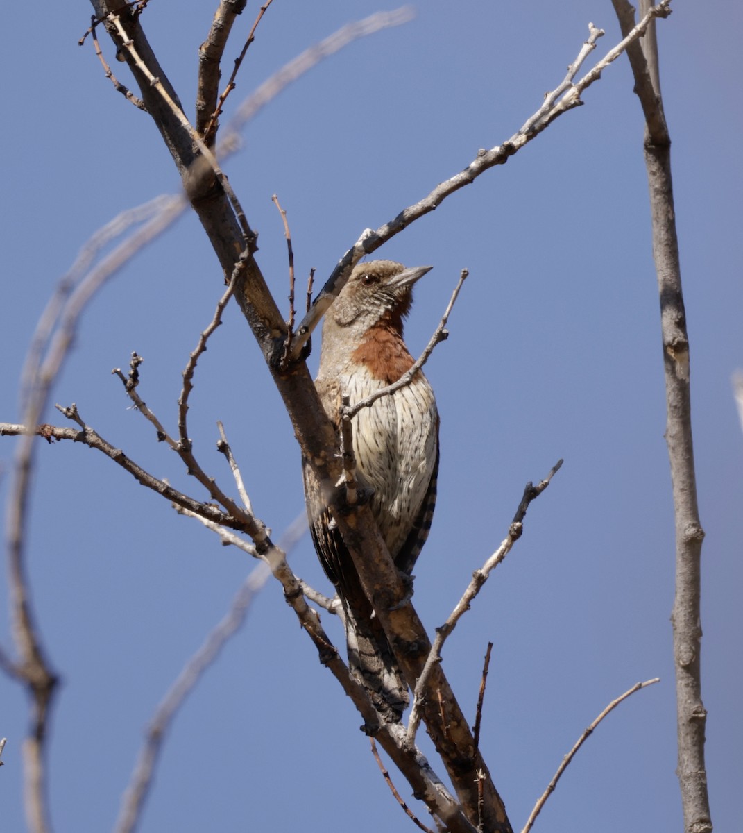 Rufous-necked Wryneck - ML623426729