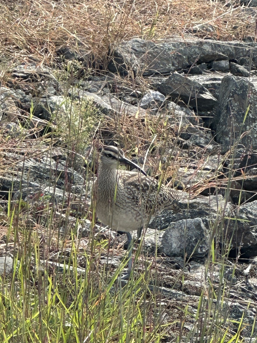 美洲中杓鷸 - ML623426730