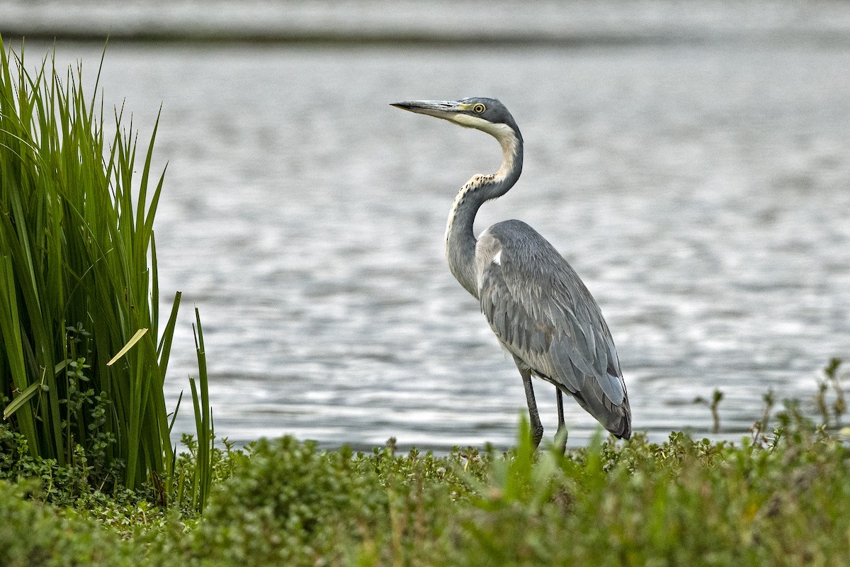 Black-headed Heron - ML623426731