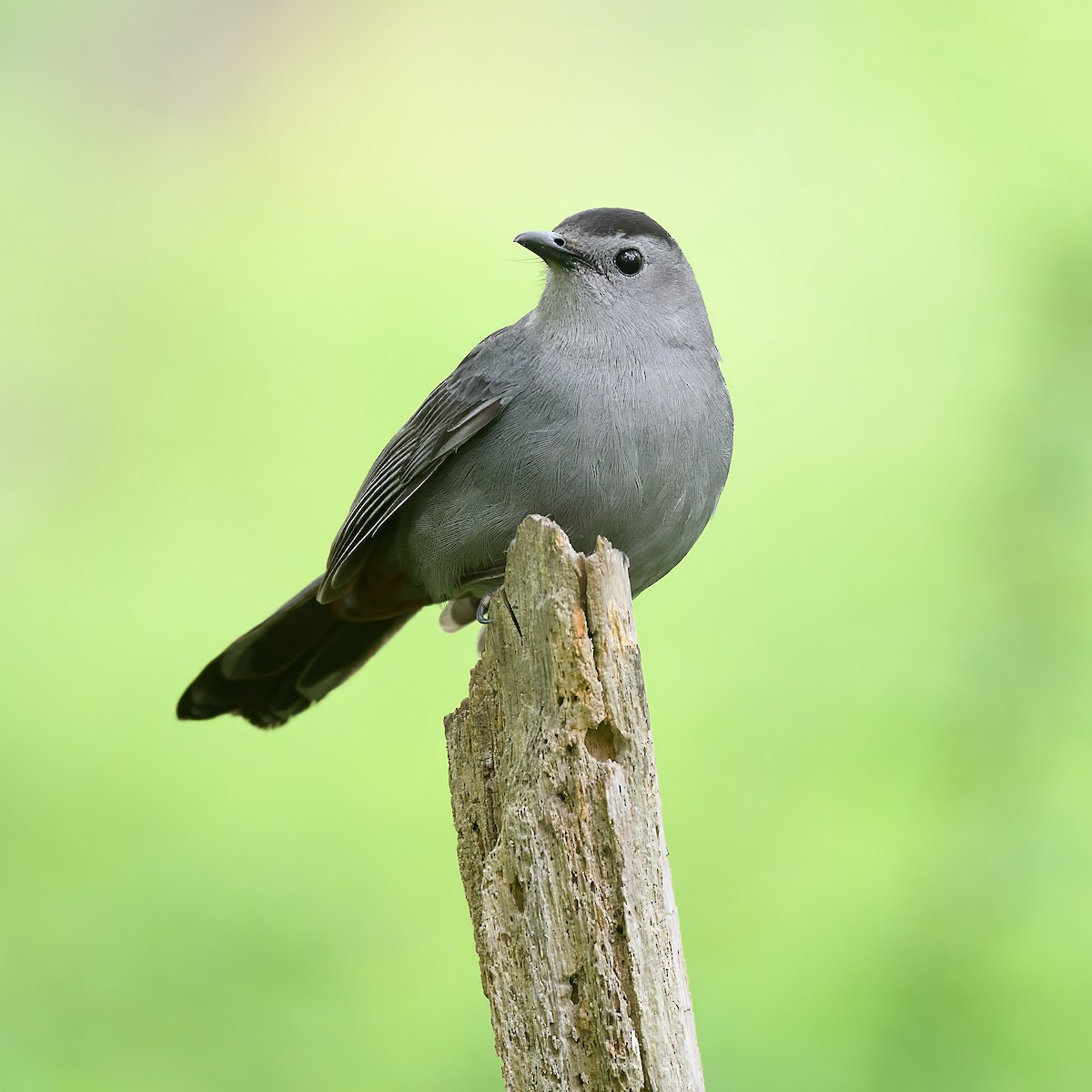 Gray Catbird - ML623426734