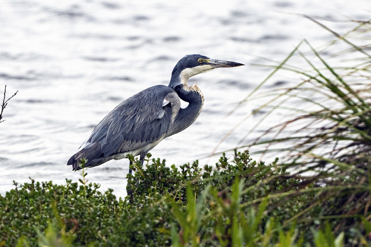 Black-headed Heron - ML623426735