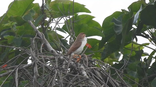 Yellow-eyed Babbler - ML623426736