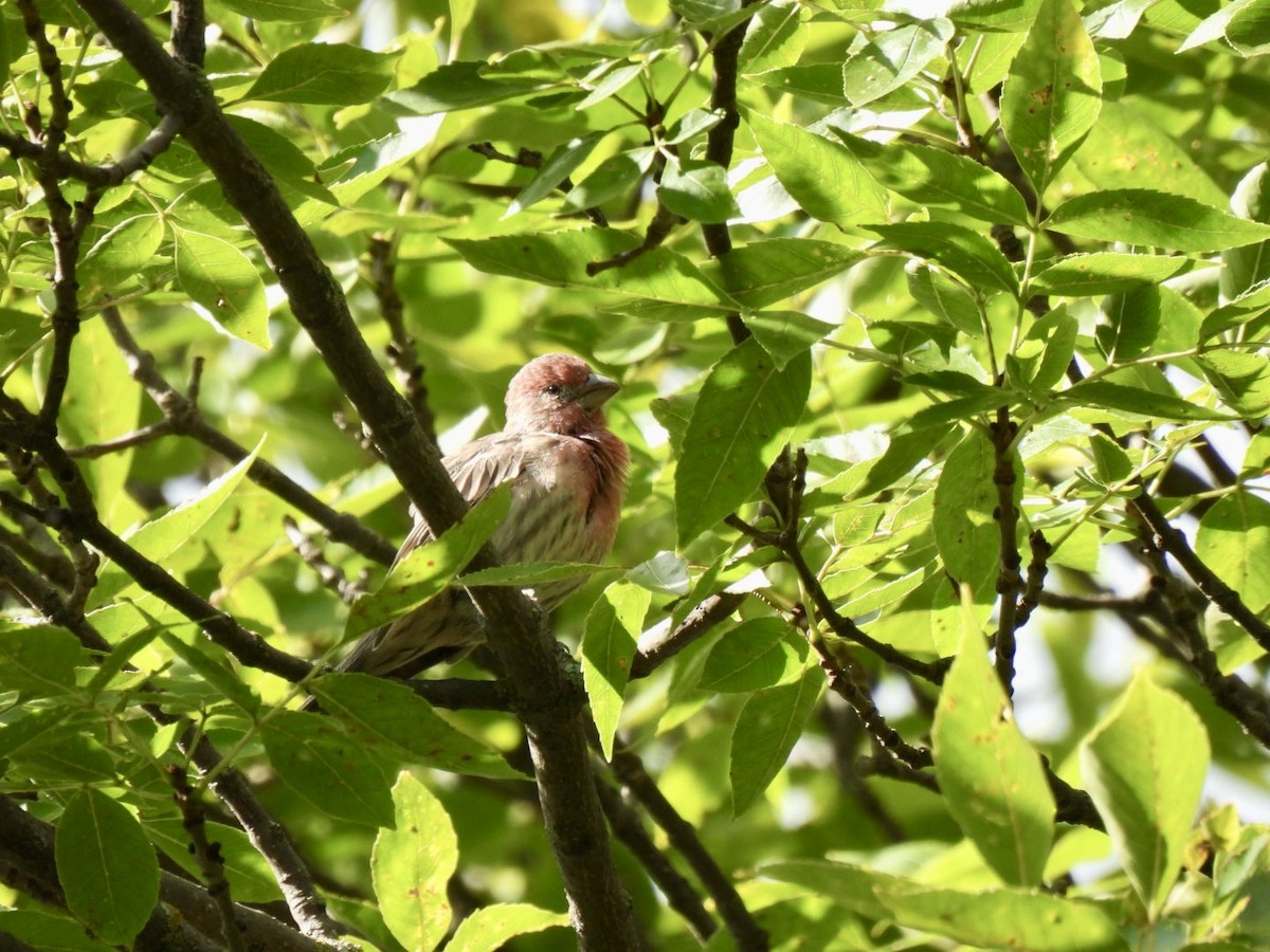 House Finch - ML623426741