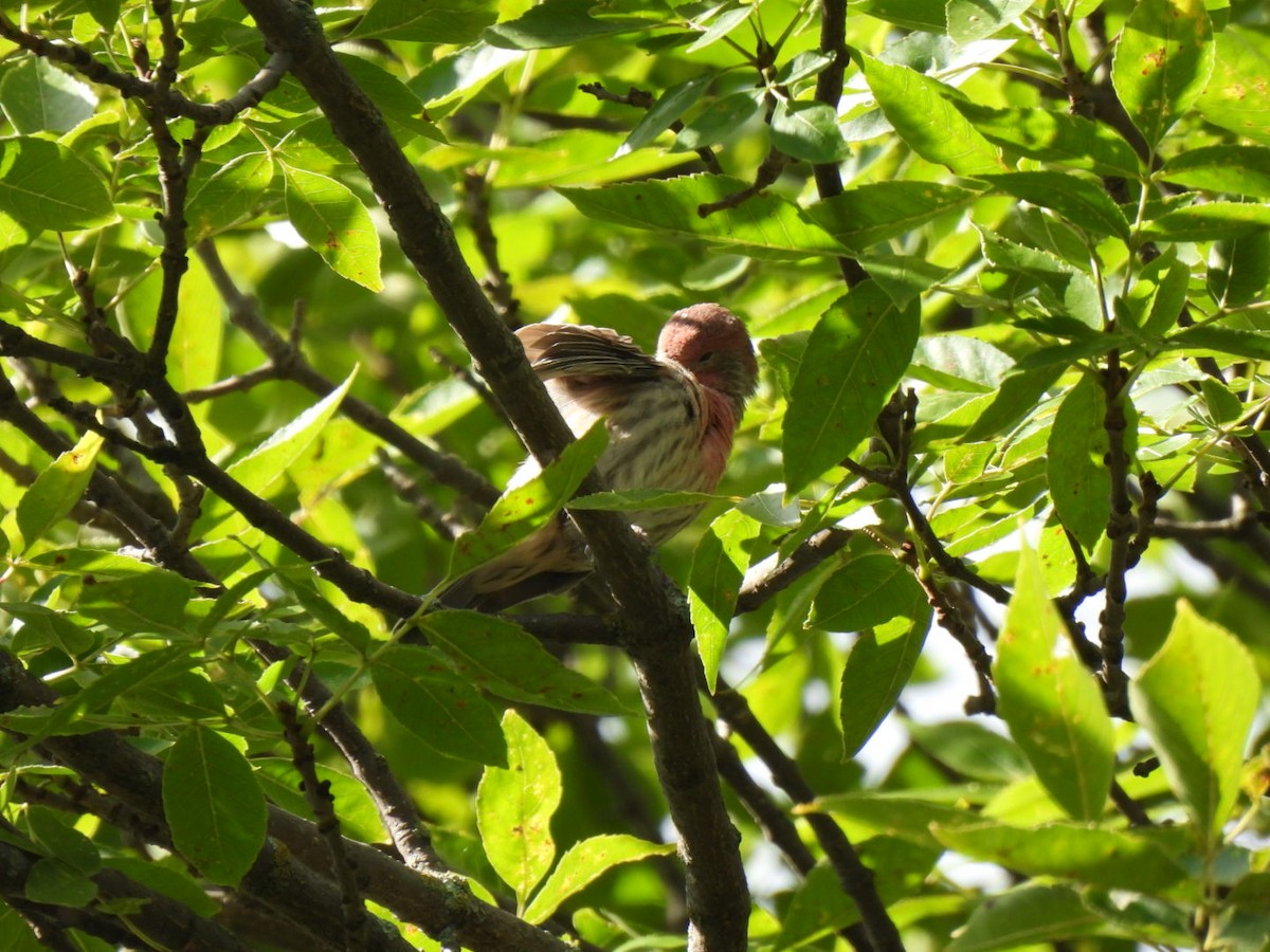 House Finch - ML623426742