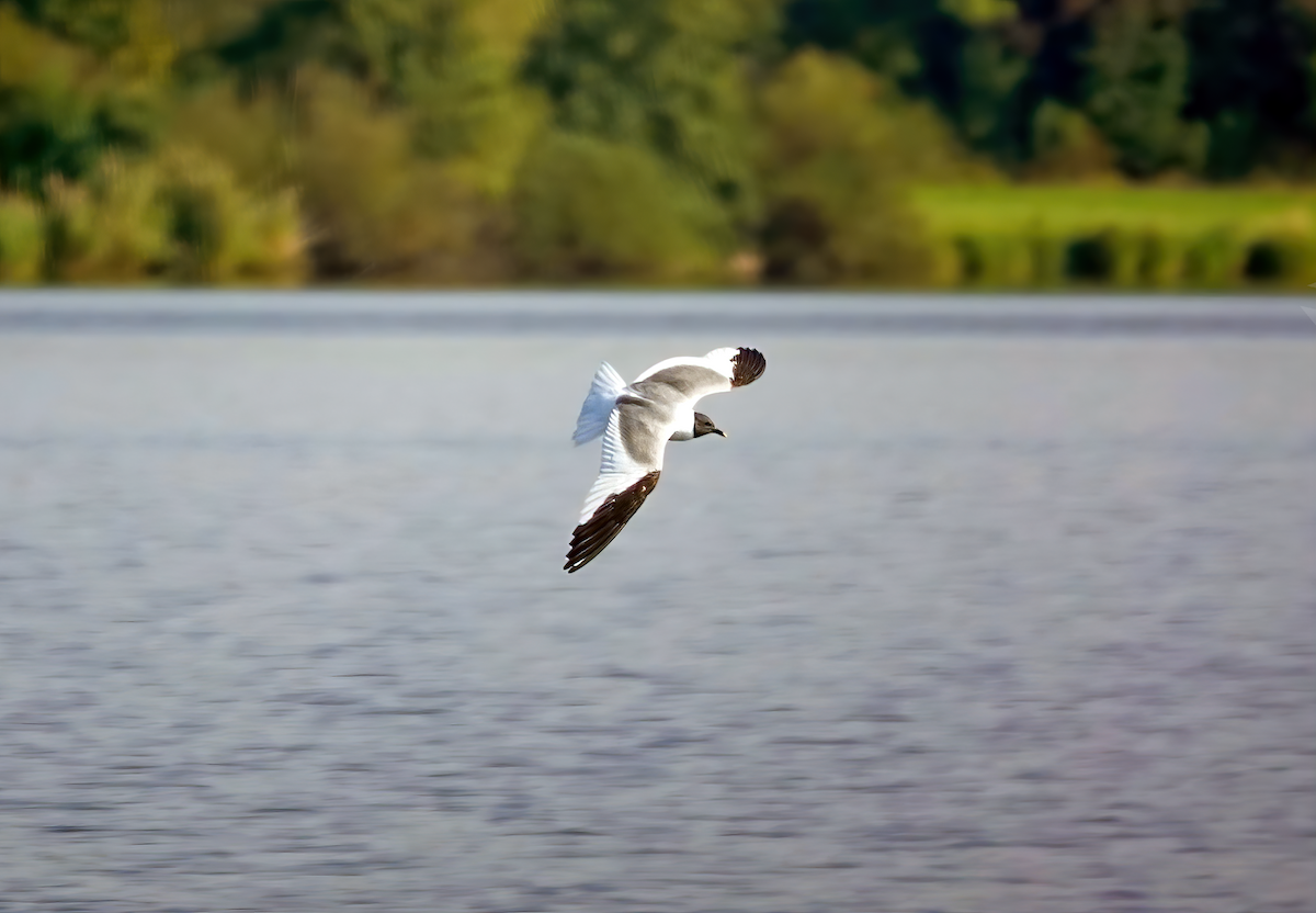 Schwalbenmöwe - ML623426747