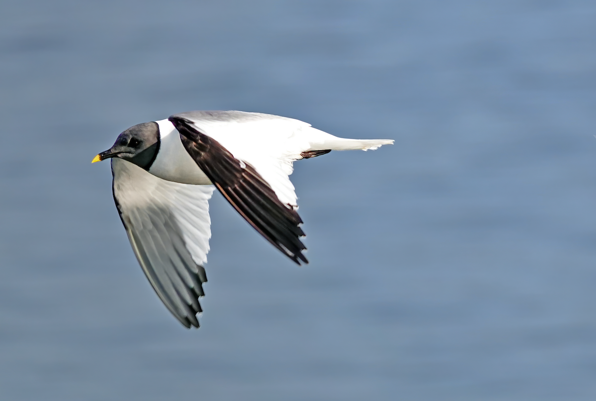 Schwalbenmöwe - ML623426748