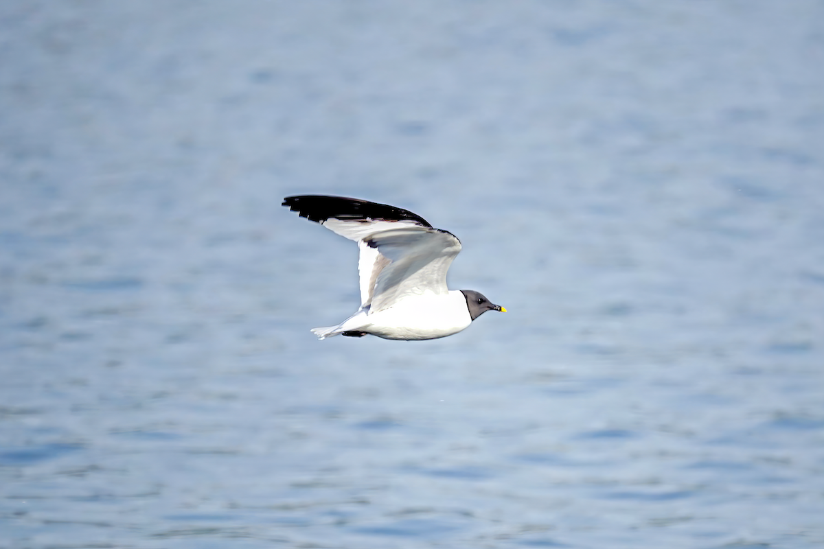 Schwalbenmöwe - ML623426749