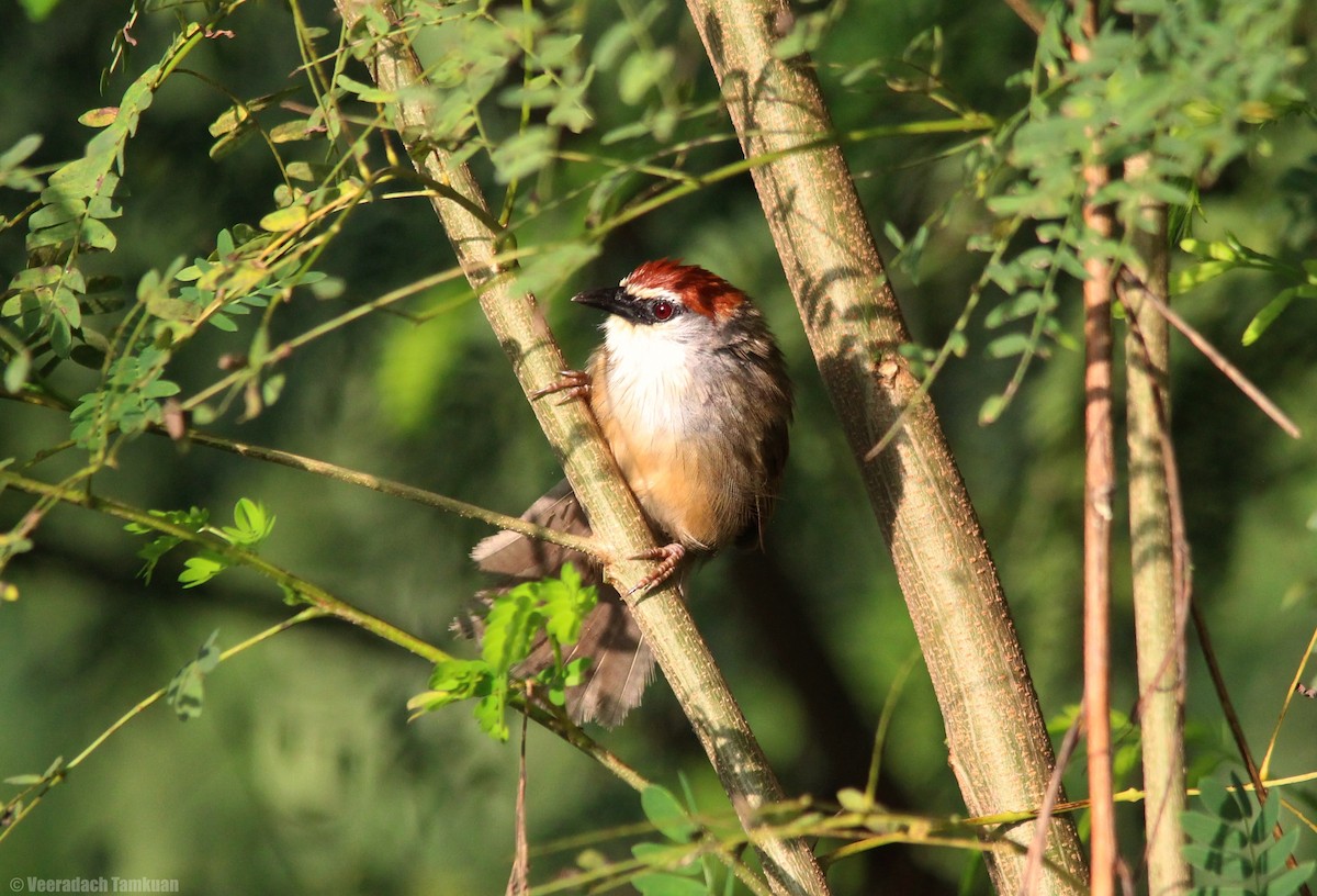 Chestnut-capped Babbler - ML623426860