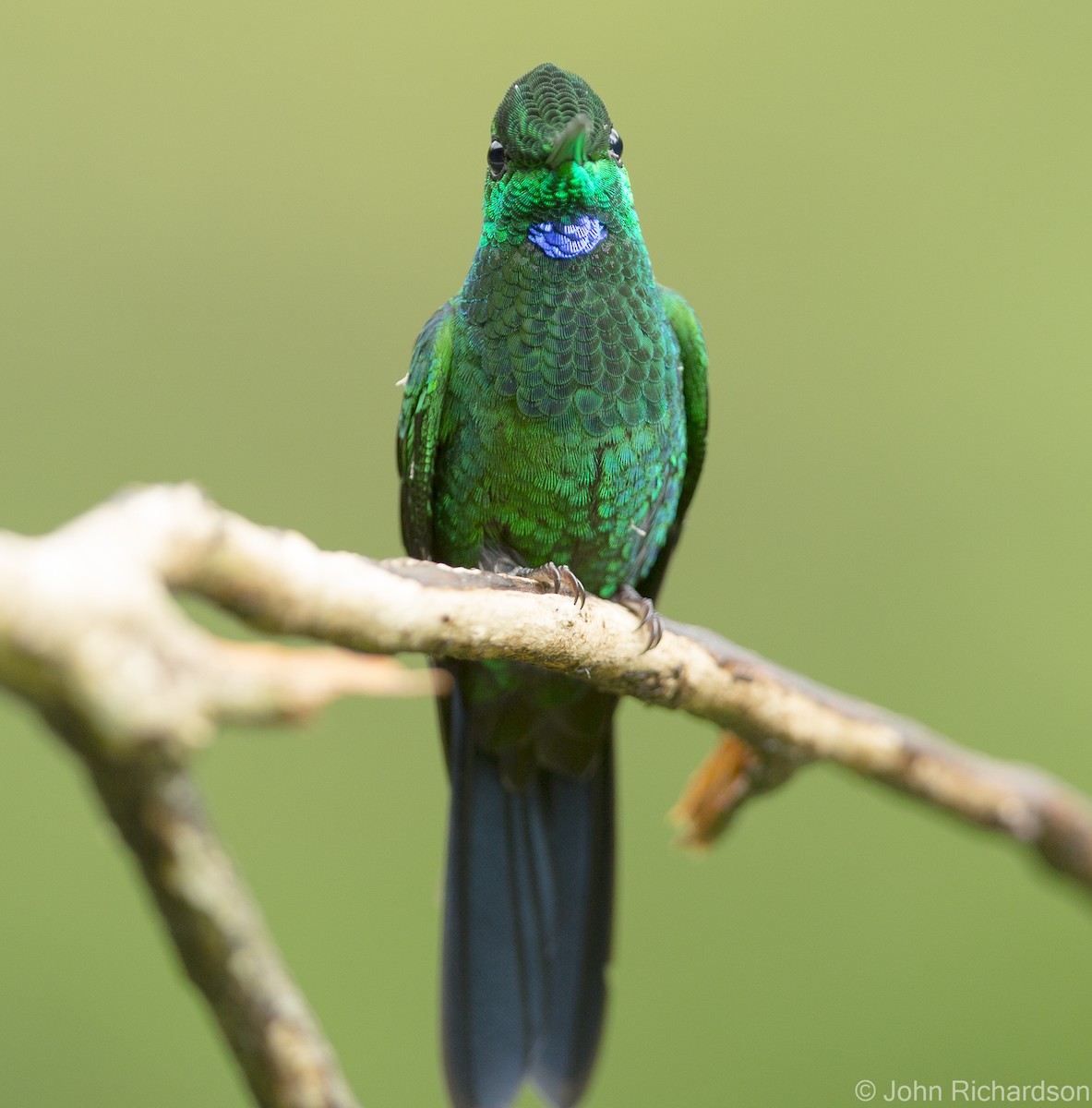 Green-crowned Brilliant - ML623426871