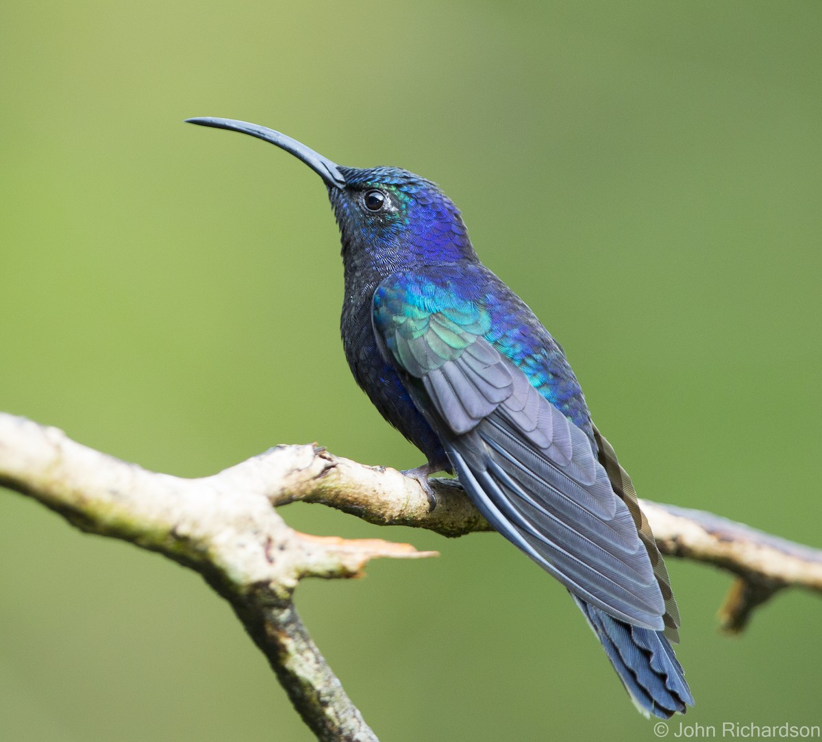 Colibrí Morado - ML623426887