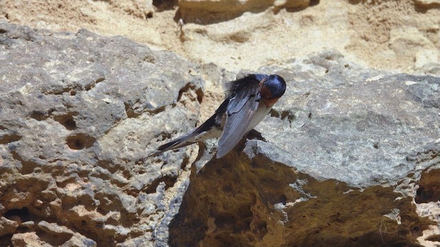 Welcome Swallow - ML623426984