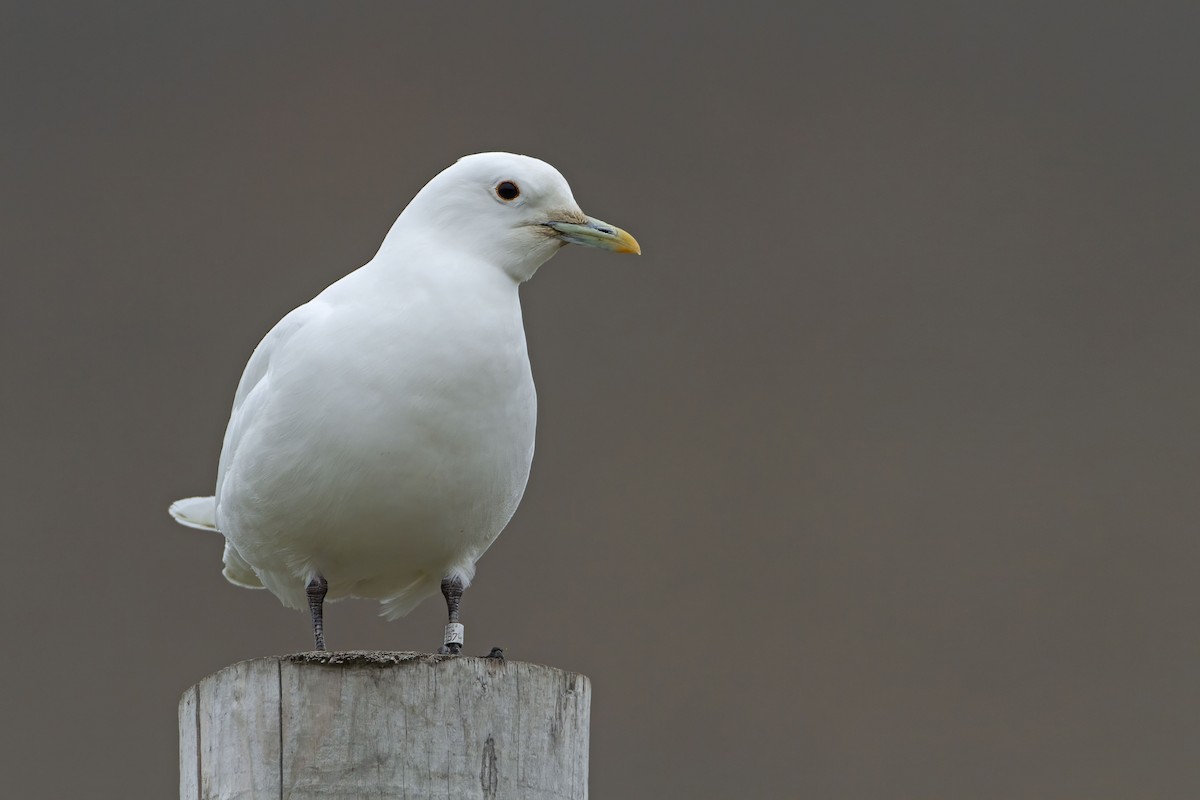 Ivory Gull - ML623426990