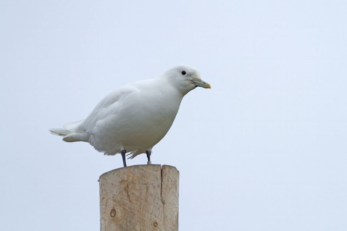 Ivory Gull - ML623426991