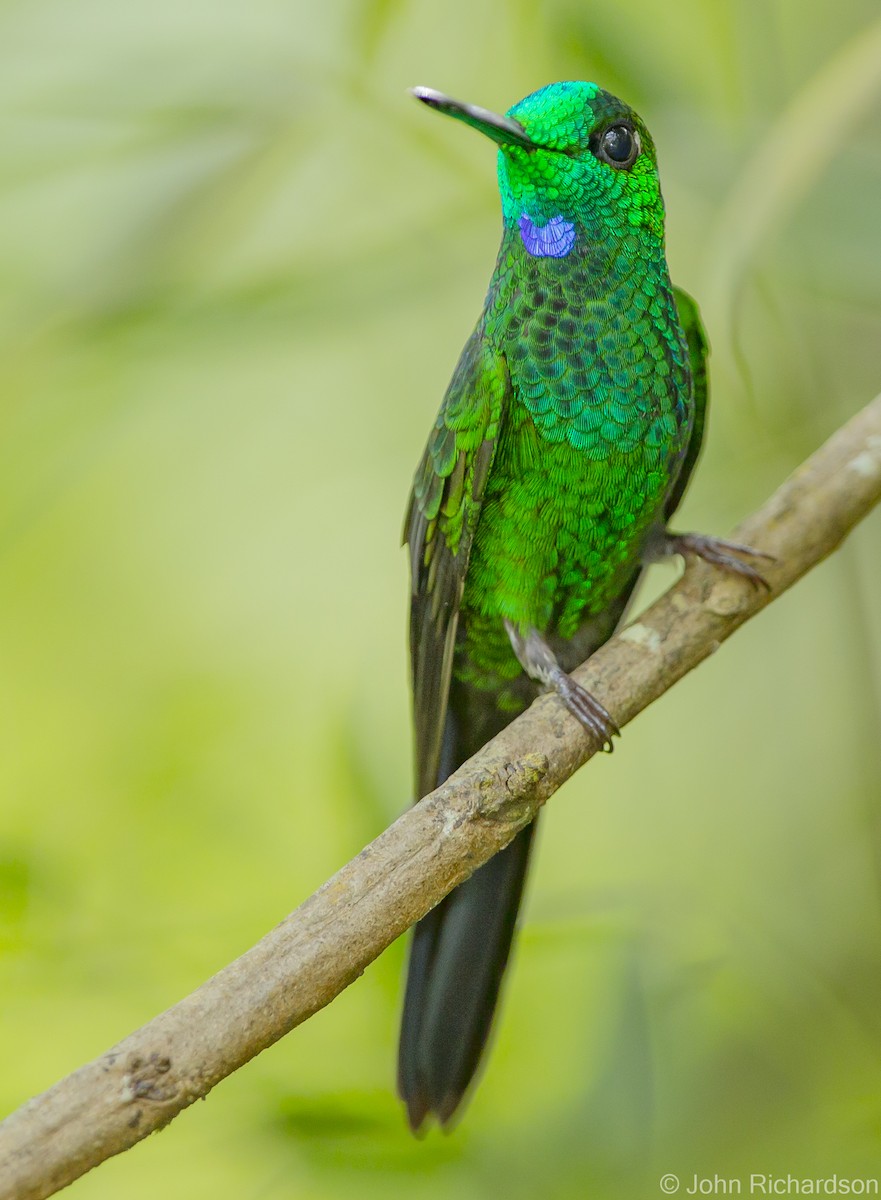 Green-crowned Brilliant - ML623427002