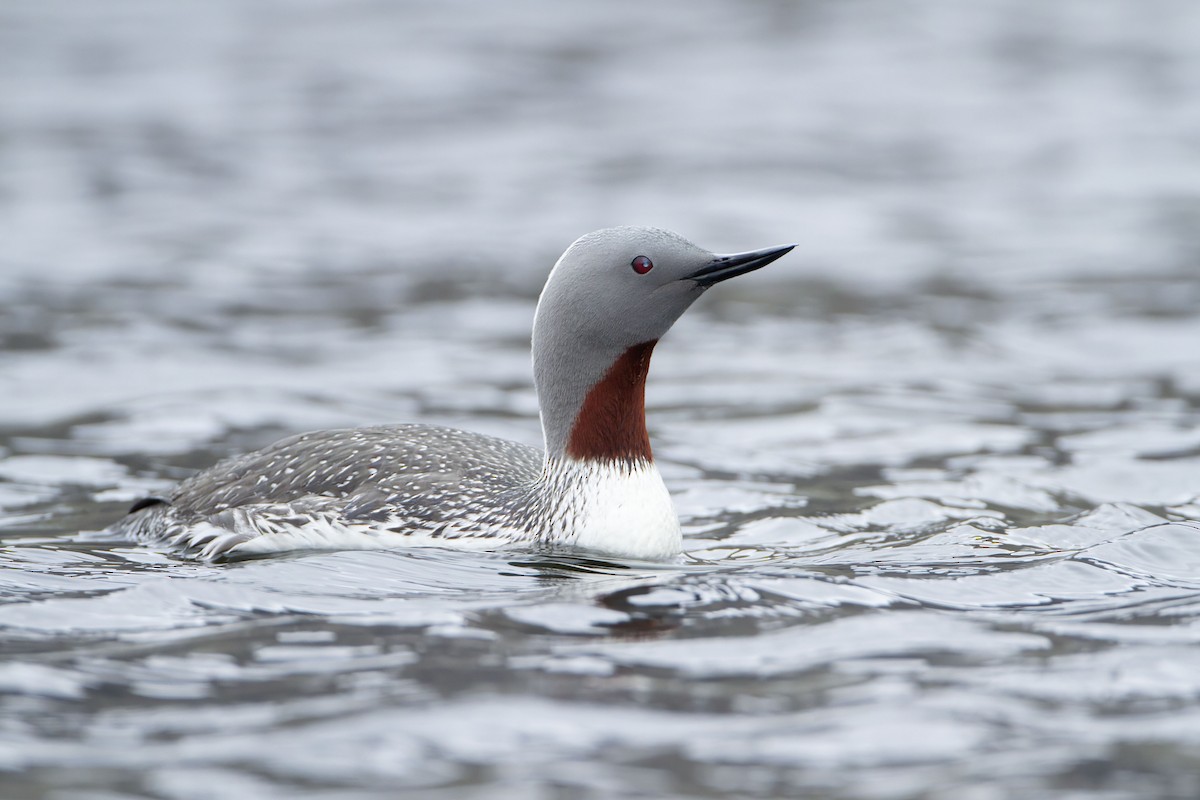 Red-throated Loon - Michael Dvorak