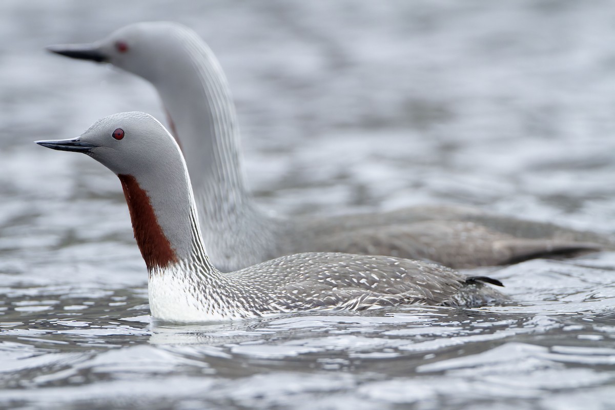 Red-throated Loon - ML623427012