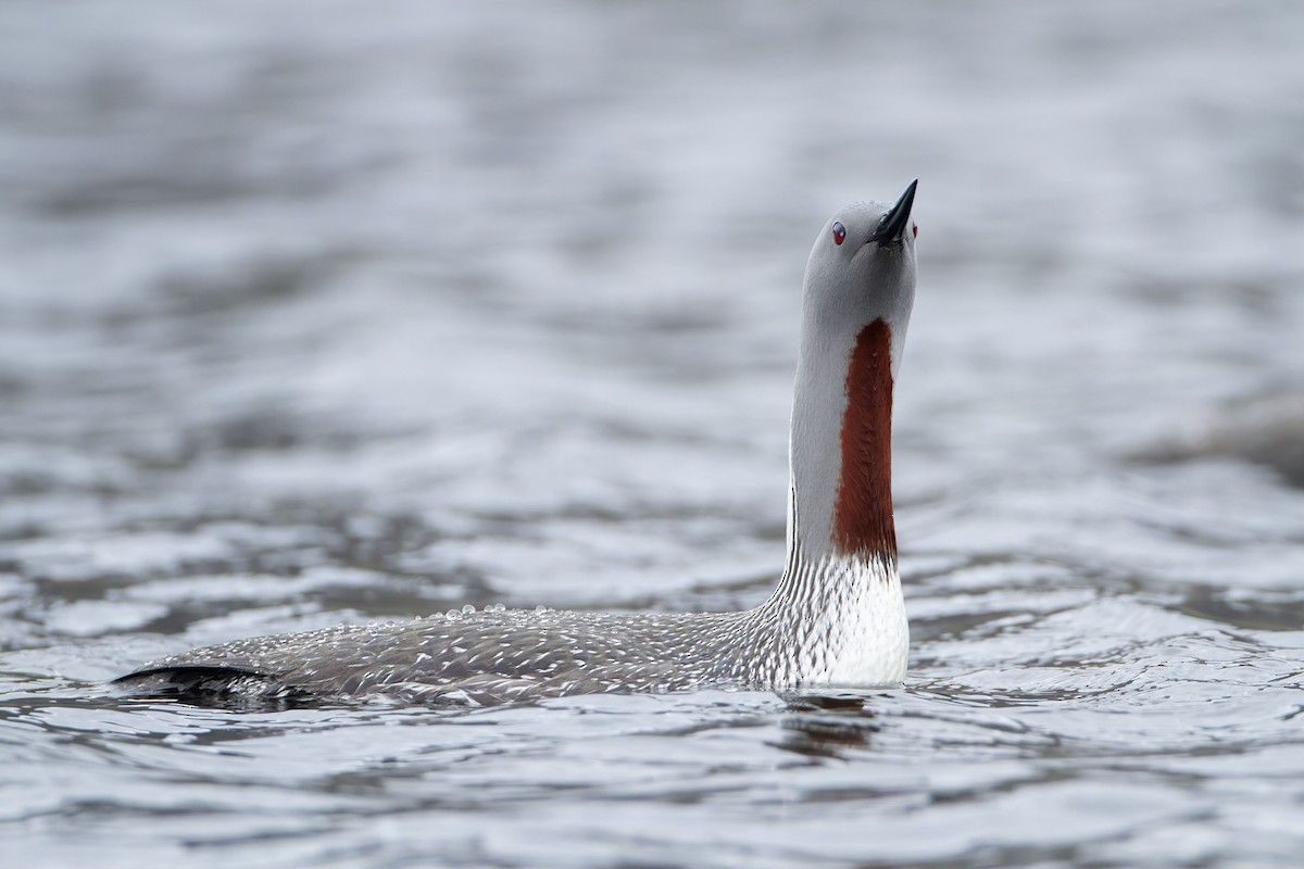 Red-throated Loon - ML623427013