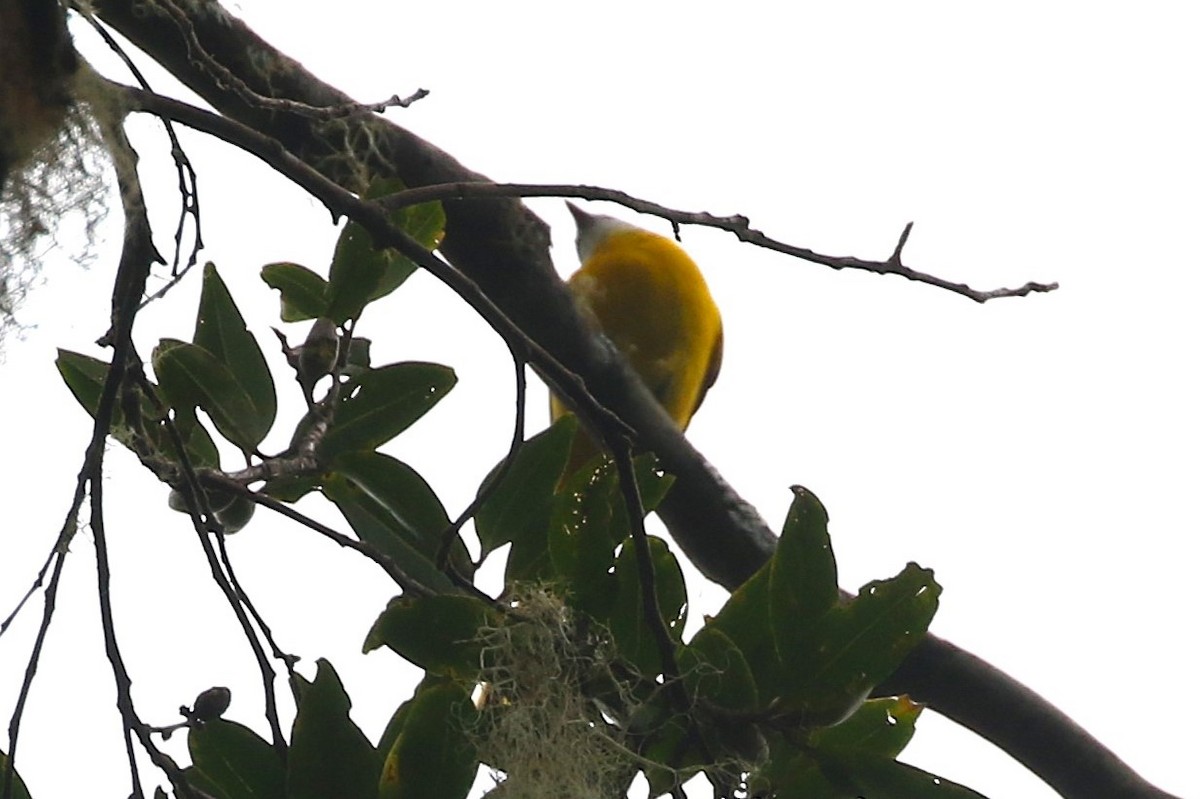 Minivet mandarin (montanus/cinereigula) - ML623427036