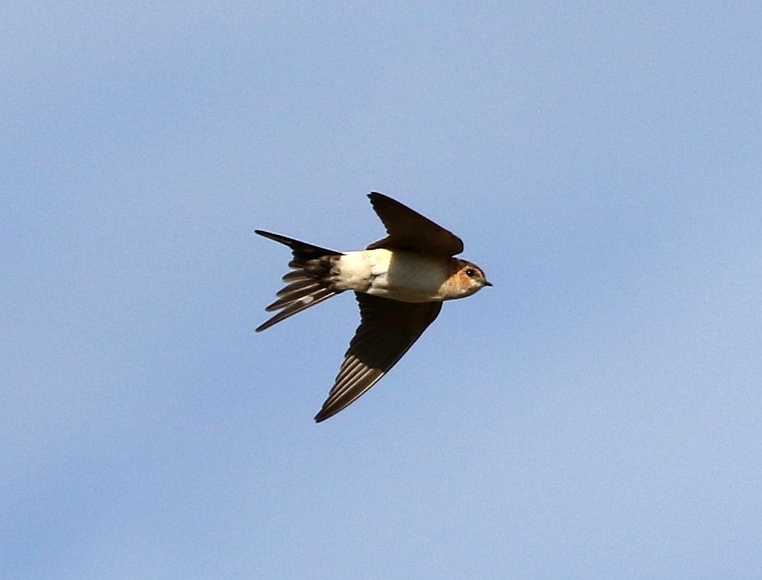 Golondrina Dáurica - ML623427041