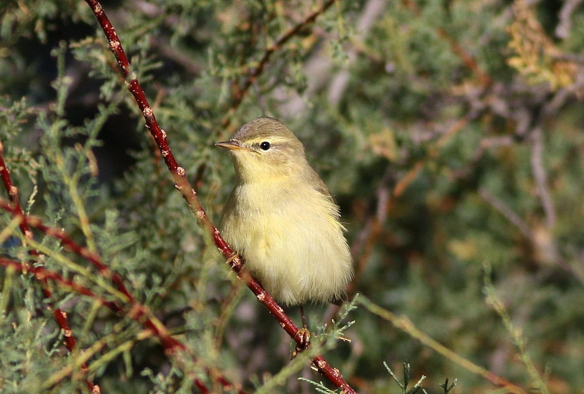 Mosquitero Musical - ML623427043